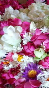 fleurs1