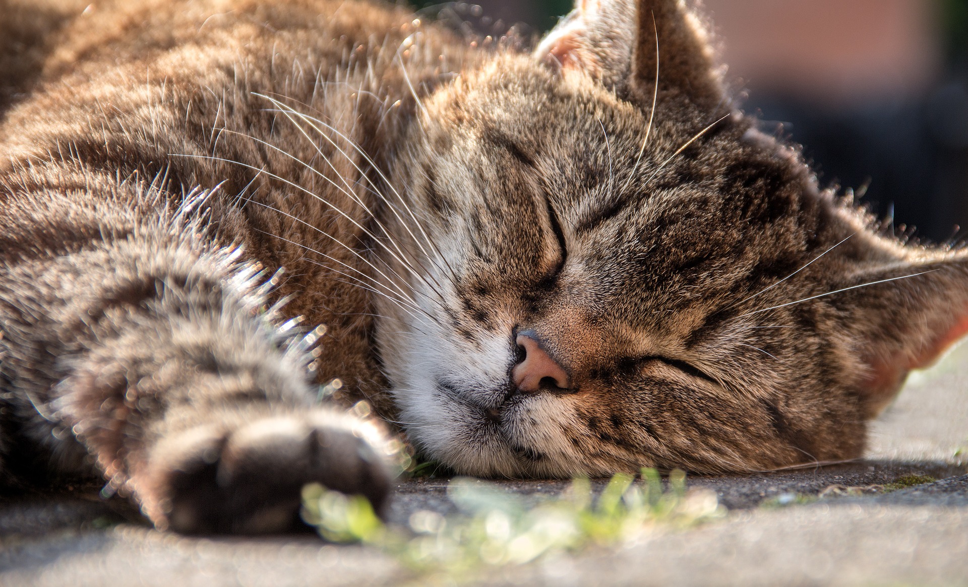 chat, inutile, inutilité, s'aimer, apprécier