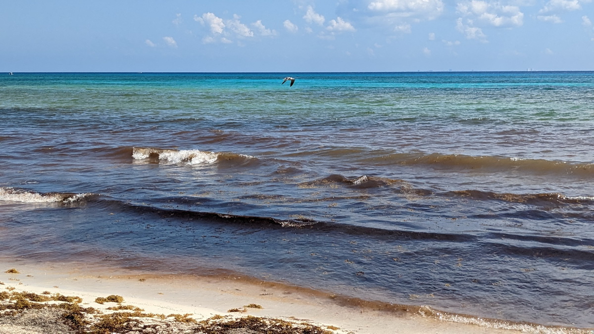 La mer brune, envahie de sargasses, les algues envahissantes.