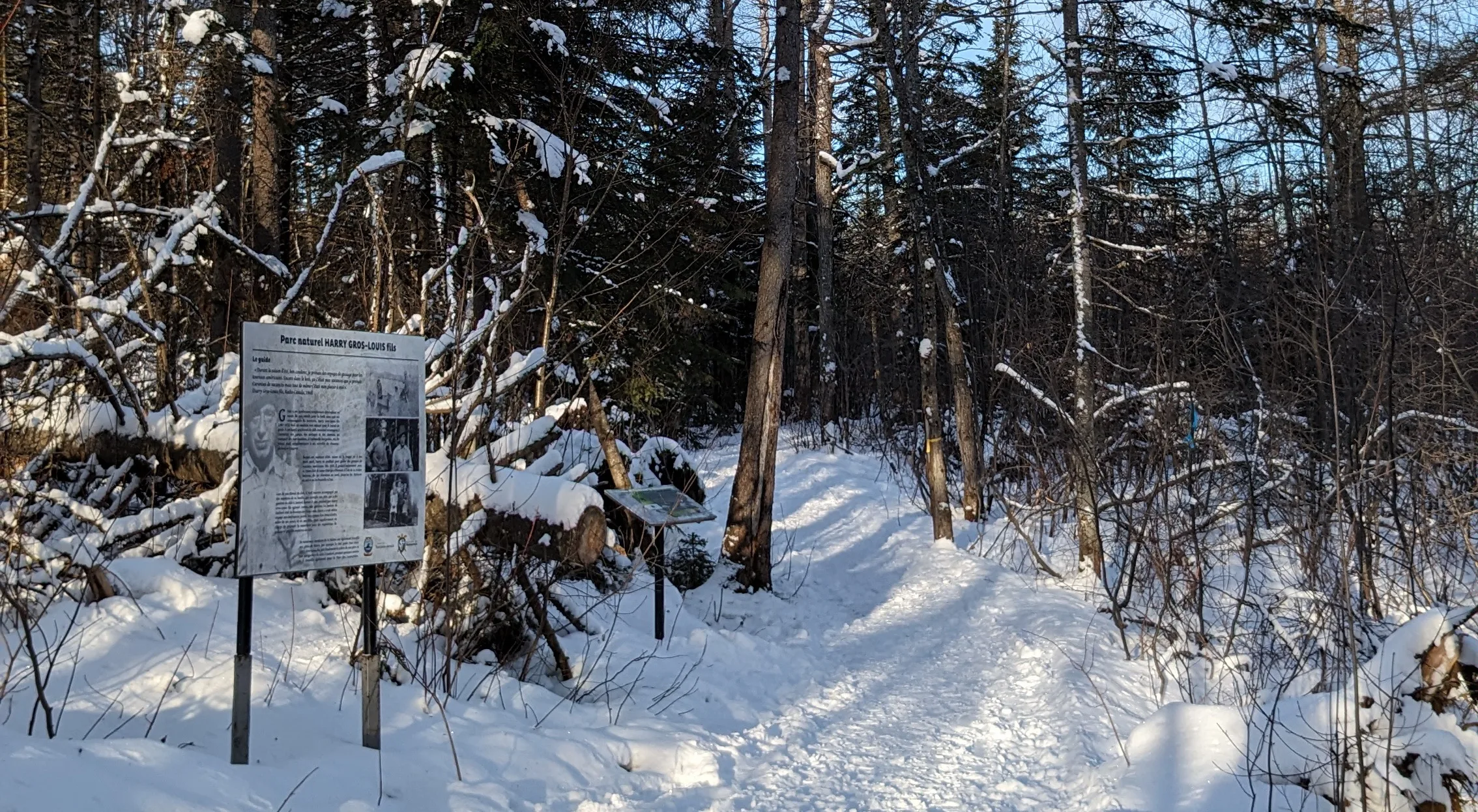 Balade de ressourcement en forêt et signes positifs